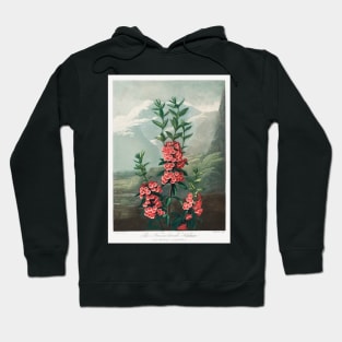 The Narrow–Leaved Kalmia Hoodie